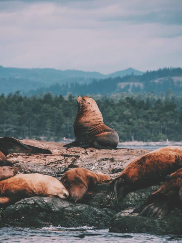 lions de mer assis sur des rochers dans l'océan