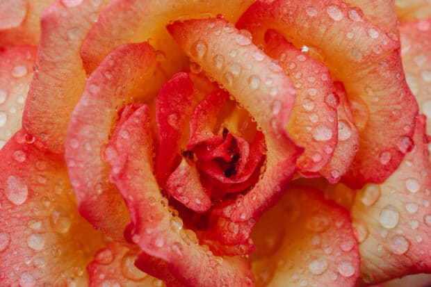 Close up image d'une rose avec des gouttes de pluie