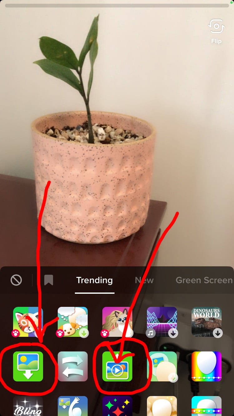 plante en pot effet écran vert