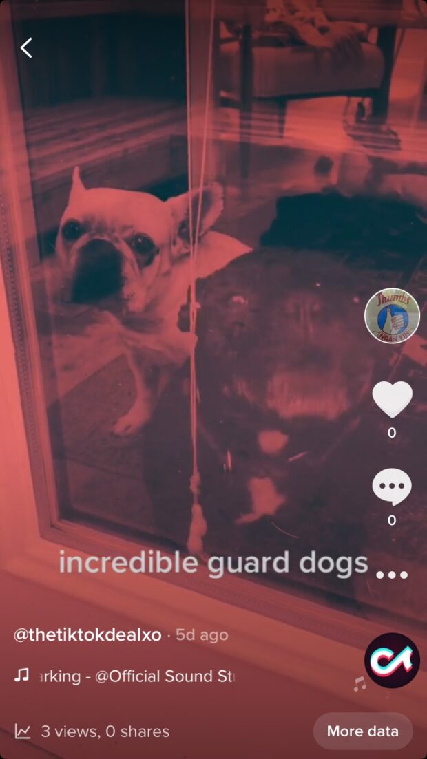 Vidéo TikTok d'un chien de garde sans hashtags