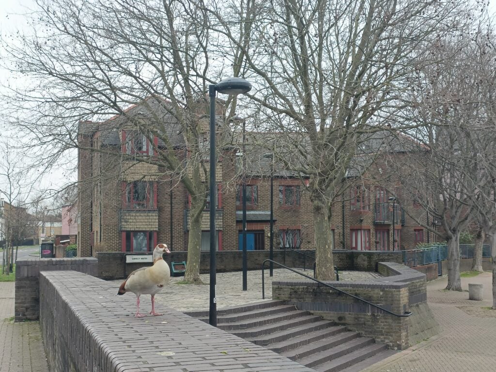 Image prise par la caméra principale OnePlus Nord CE 2 5G avec un zoom numérique 2x, montrant un canard et une zone résidentielle