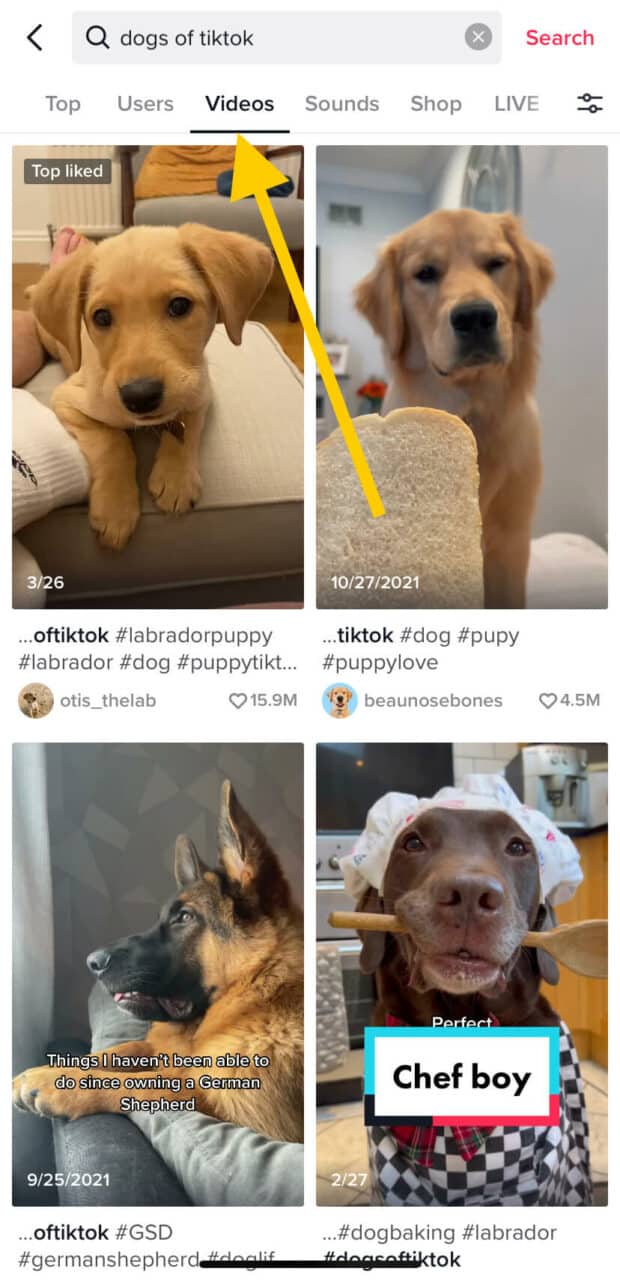 Résultats de recherche de l'onglet Dogs of TikTok Videos