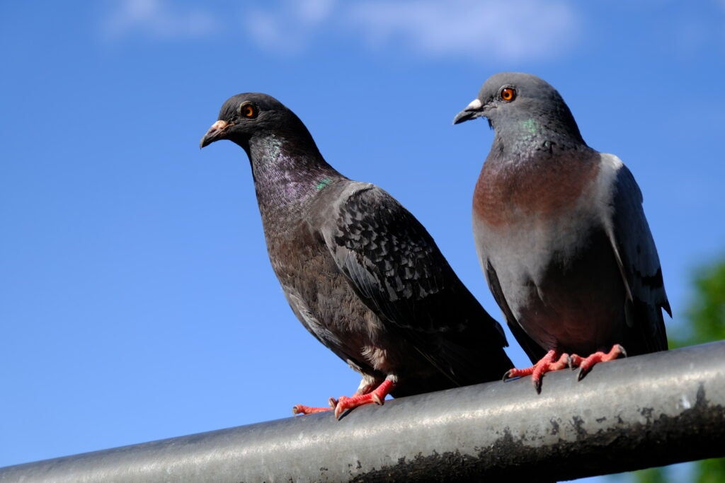 Image en gros plan de deux beaux pigeons assis sur un poteau horizontal