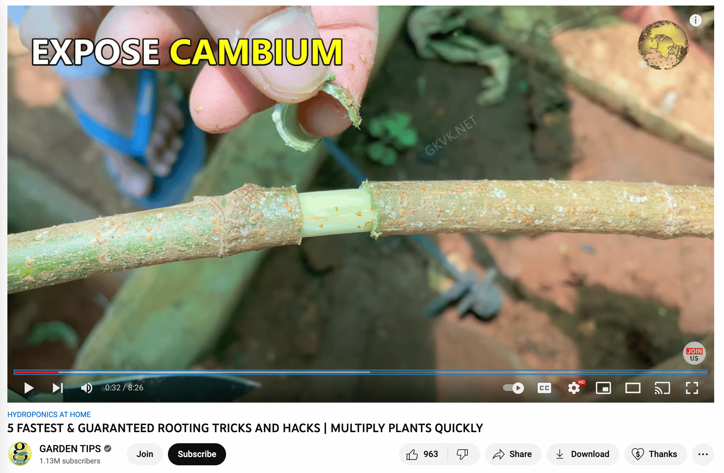 vidéo de la chaîne youtube de jardinage montrant comment exposer le cambium